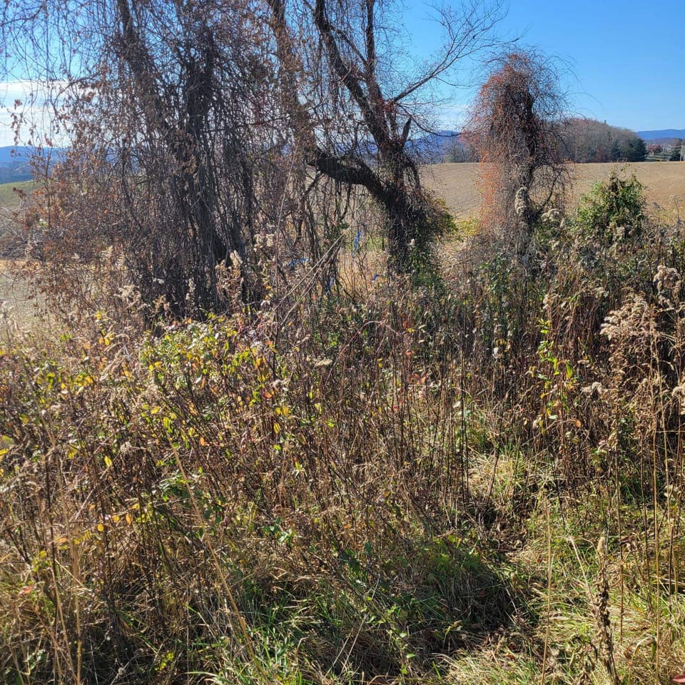 0 Riner Road, photo 4 of 7